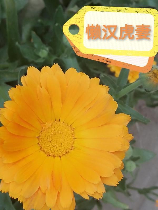 主角是符咒师的
